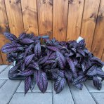 Perzský štít (Strobilanthes dyerianus) ‘METALLICA’ - výška 5-10 cm,⌀ 15-20 cm,  kont.P13